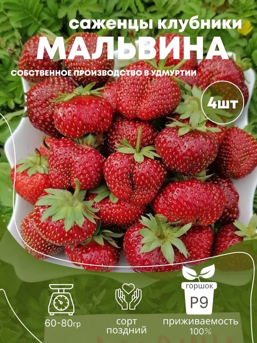 Саженцы рассада клубники Мальвина, 4 шт.