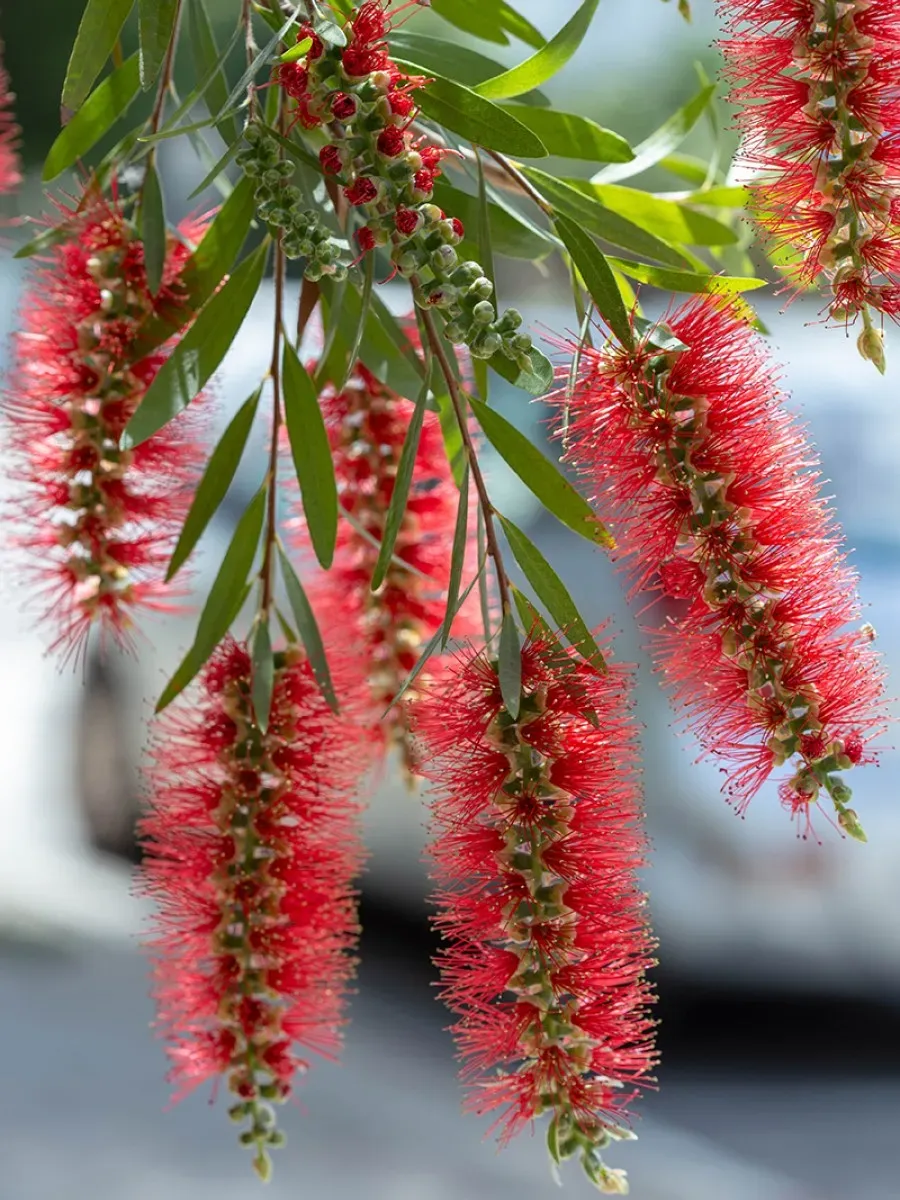 Каллистемон Лимонный семена 20 штук