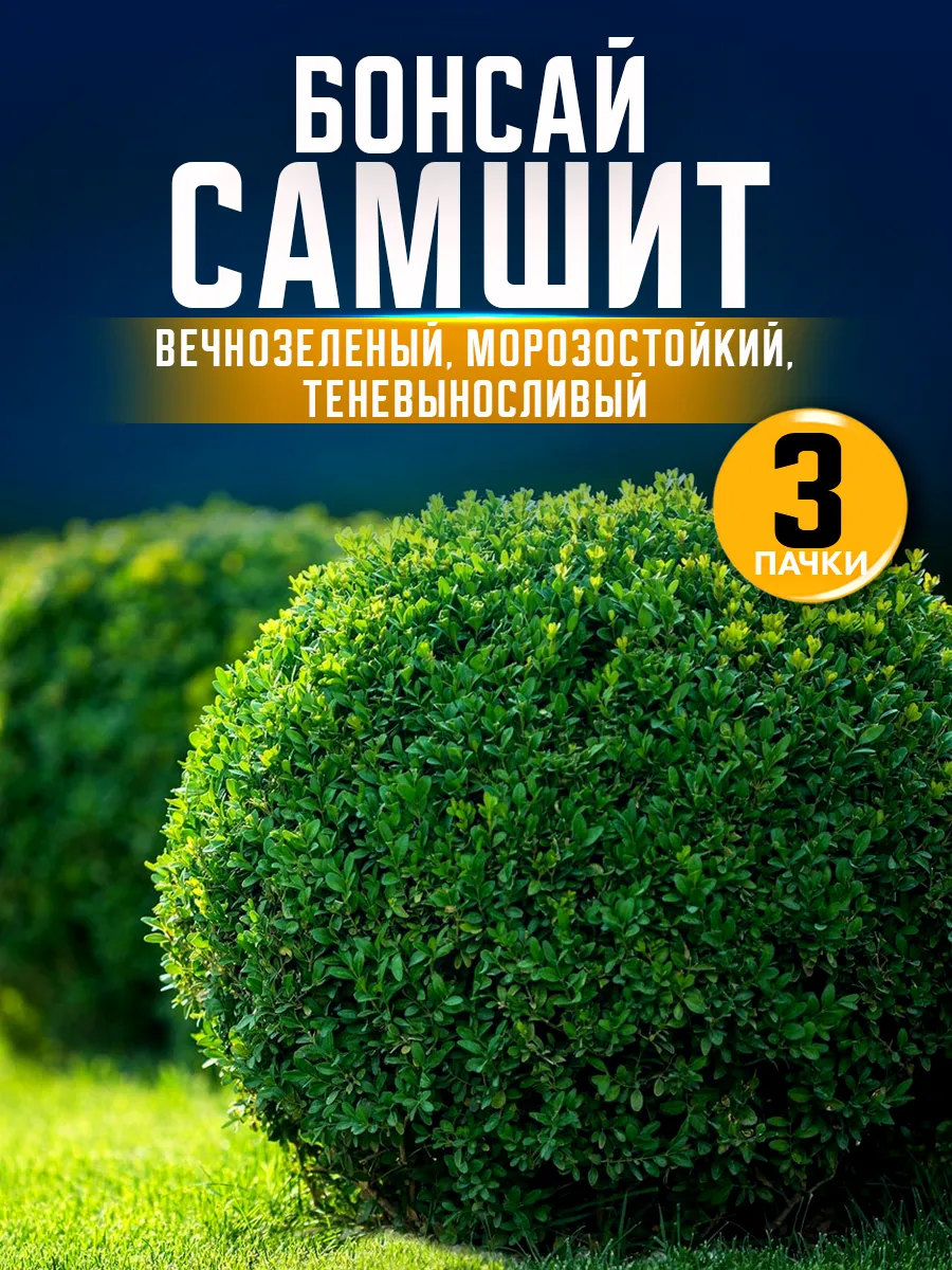 Семена самшита